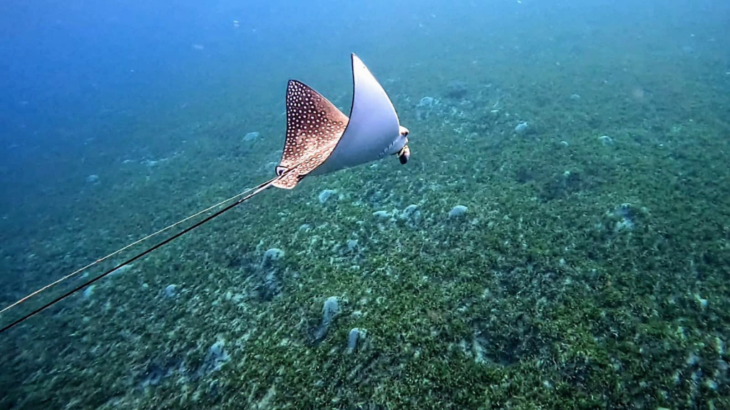 טחן עינוני טחן עינוני. צילום: דורון בראש מתנדב רשות הטבע והגנים