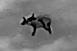 הזדווגות צבועים הזדווגות צבועים, צילום נעם יחיא