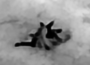 הזדווגות צבועים הזדווגות צבועים, צילום נעם יחיא