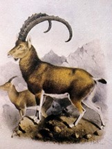 ציור זה, מספרו של טריסטראם, ממחצית המאה ה-19, היה המקור הבלעדי לאיור דמותם של היעלים בכל הספרים והפרסומים עד לסוף שנות ה- 50 של המאה ה- 20