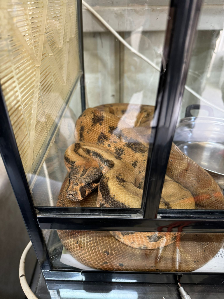 הנחשים שנתפסו. הנחשים שנתפסו, דוברות המשטרה