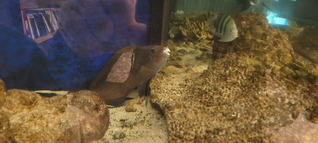 נתפסו ערכי טבע ימיים מוגנים. צילום רשות הטבע והגנים